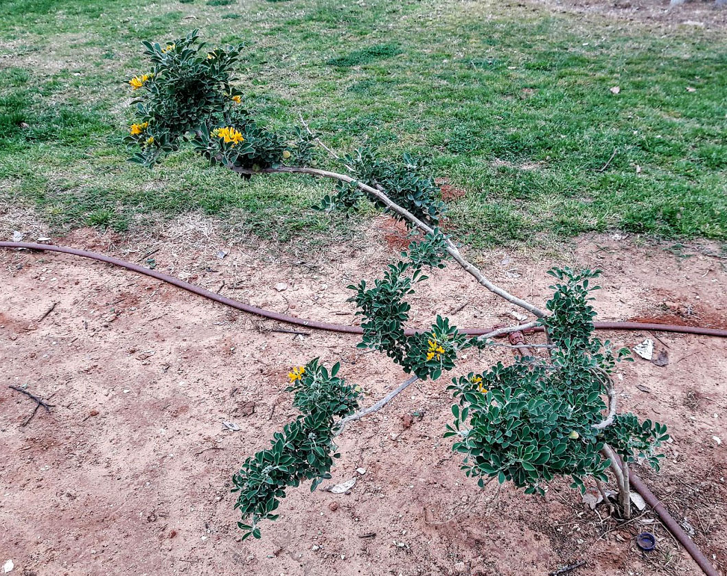 Изображение особи Medicago arborea.