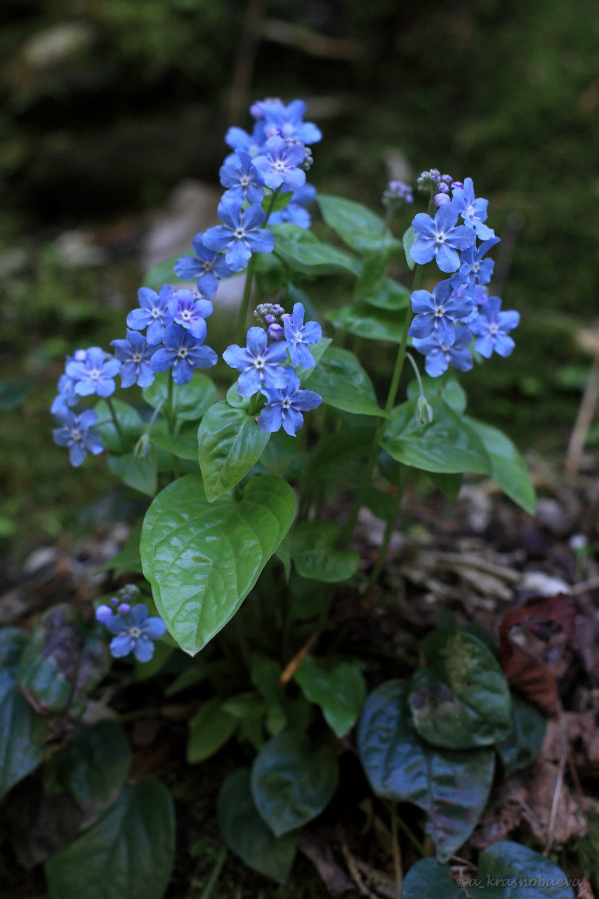 Image of Omphalodes cappadocica specimen.