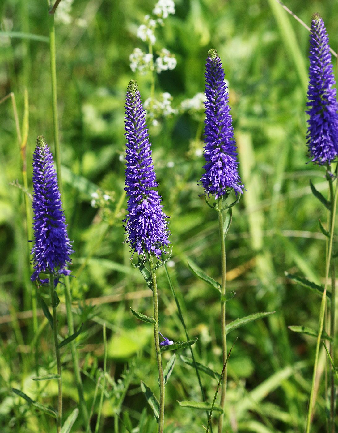 Image of Veronica spicata ssp. bashkiriensis specimen.