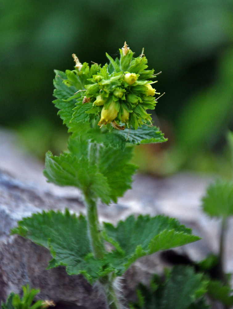 Image of Scrophularia chrysantha specimen.