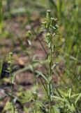 Lepidium densiflorum. Верхушка цветущего растения. Пермский край, г. Пермь, Кировский р-н, дер. Оборино, кооператив \"Якорь\", покрытая травянистой растительностью полка вдоль песчаного берега р. Кама. 18.06.2017.