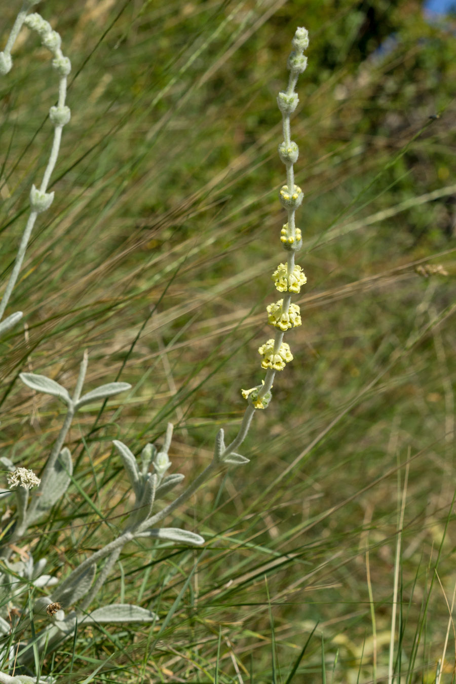 Image of Sideritis syriaca specimen.