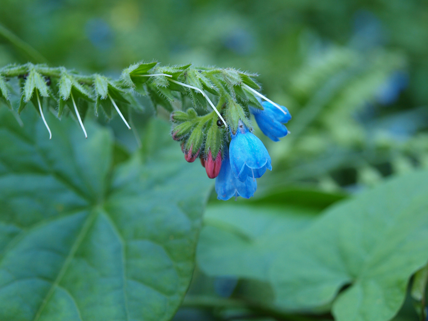 Изображение особи Symphytum caucasicum.