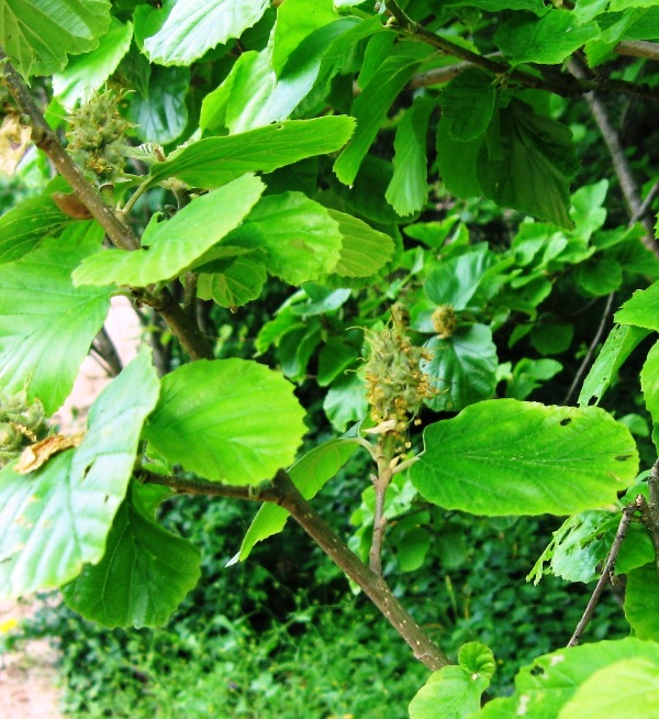 Image of Parrotiopsis jacquemontiana specimen.