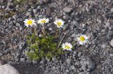 Anthemis iberica