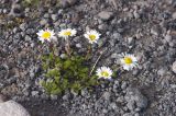 Anthemis iberica