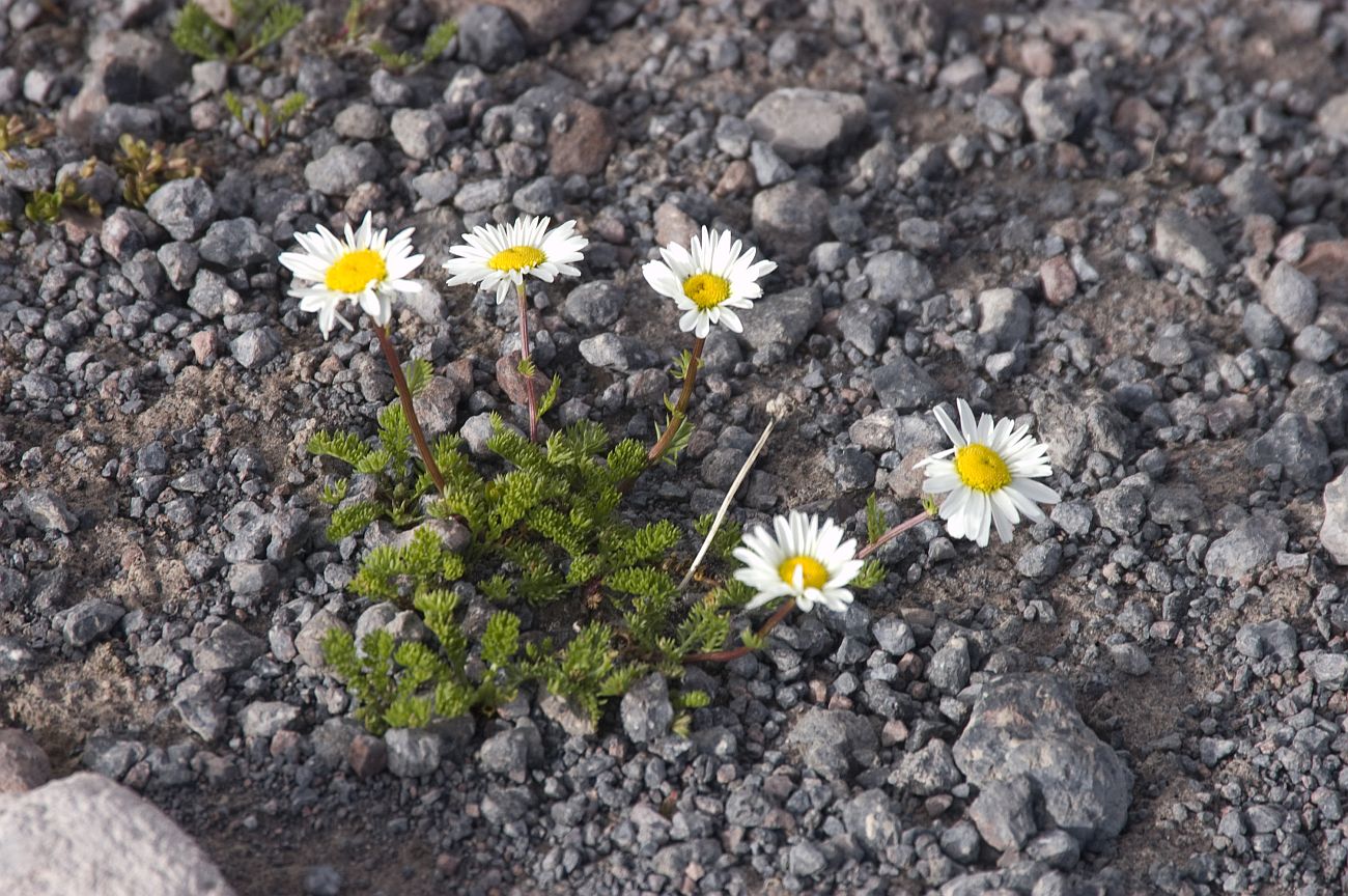 Image of Anthemis iberica specimen.