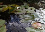 Nymphaea tetragona