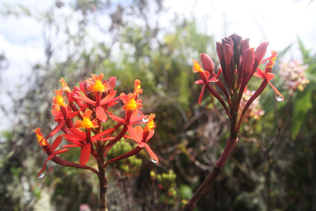 Изображение особи Epidendrum secundum.