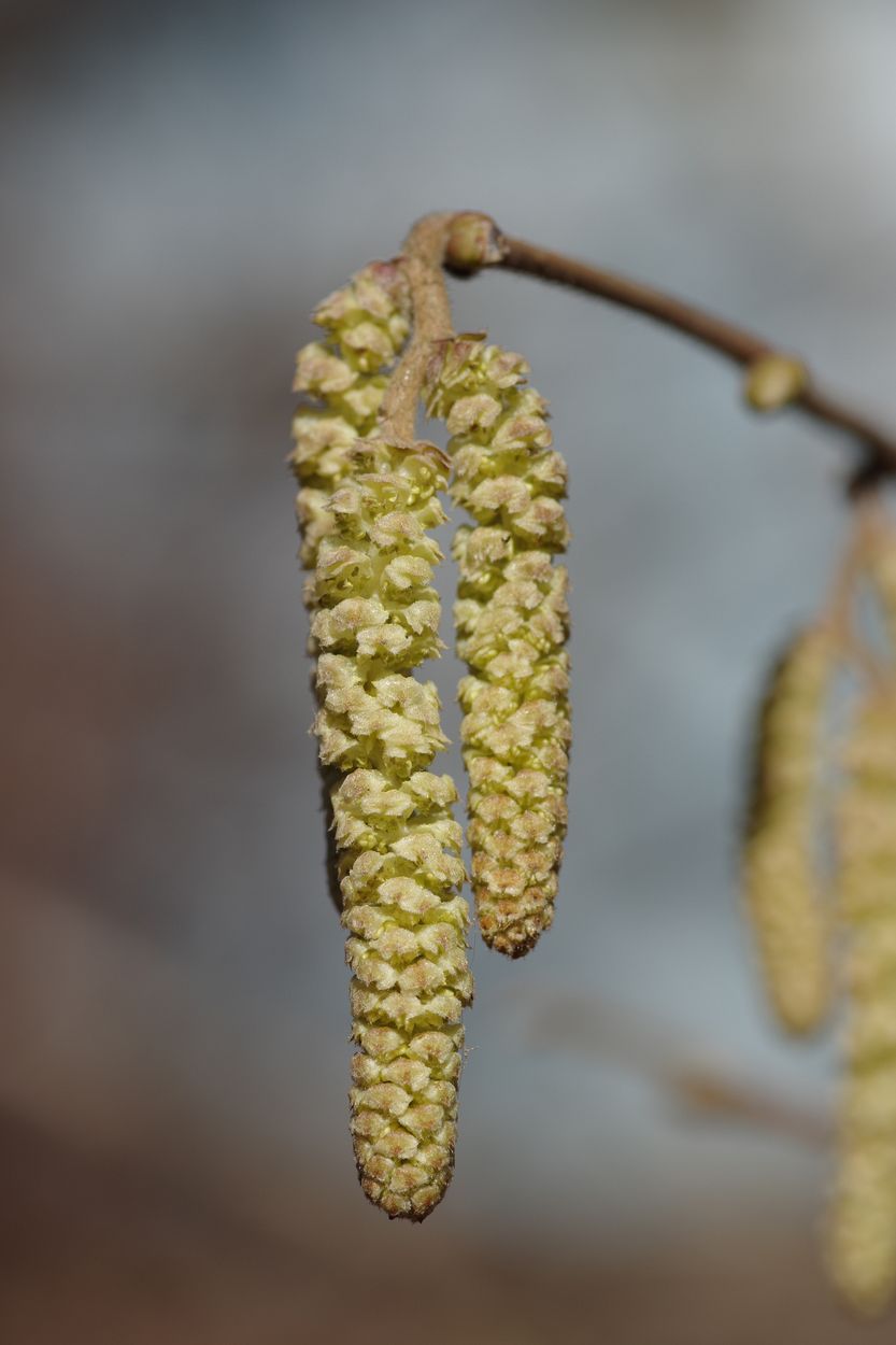 Image of Corylus avellana specimen.