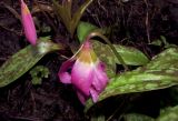 Erythronium sajanense