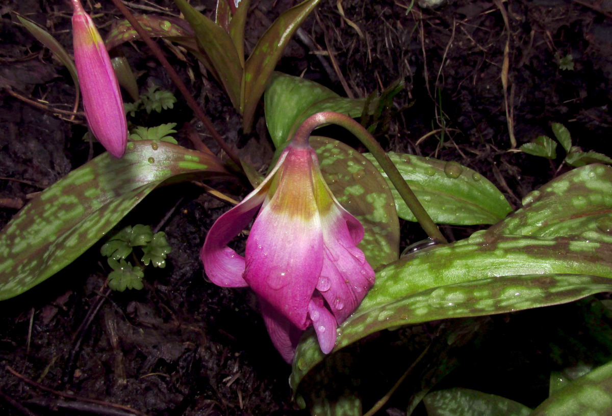 Изображение особи Erythronium sajanense.