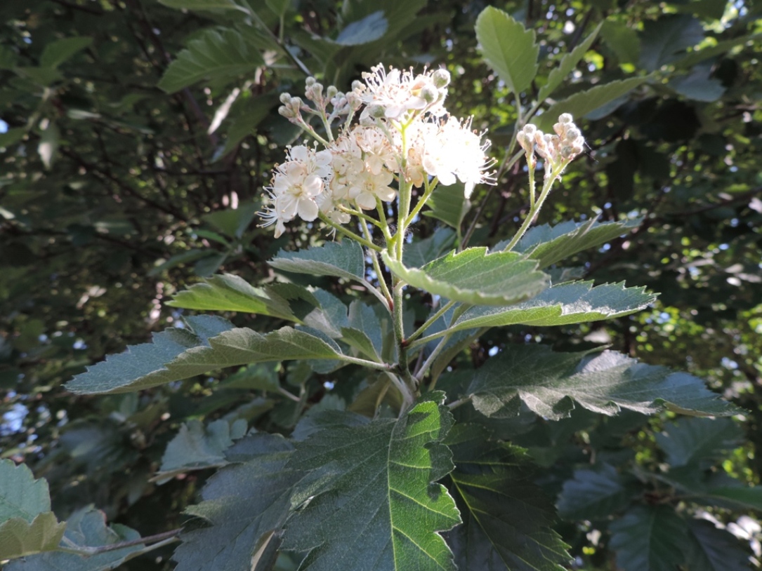 Изображение особи Sorbus intermedia.