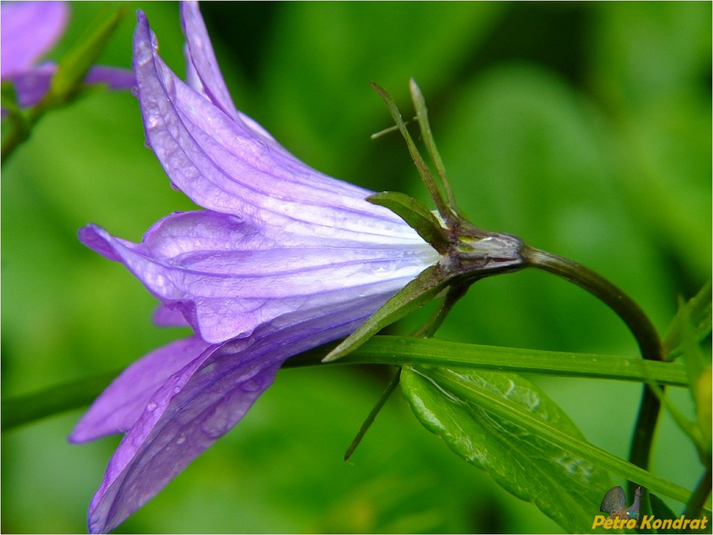 Image of Campanula patula specimen.