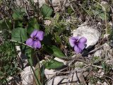 Viola somchetica