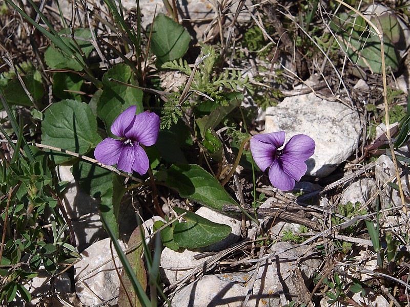 Изображение особи Viola somchetica.