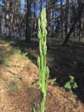 Asparagus officinalis