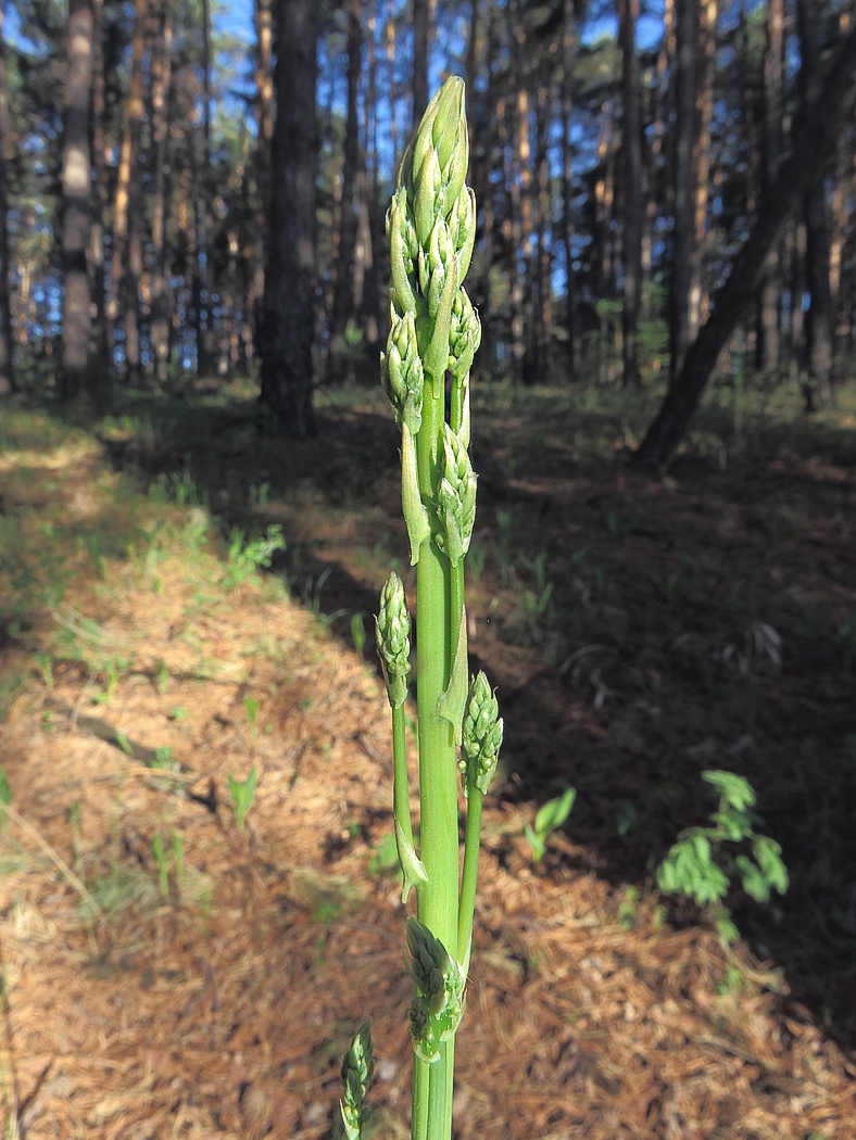 Image of Asparagus officinalis specimen.