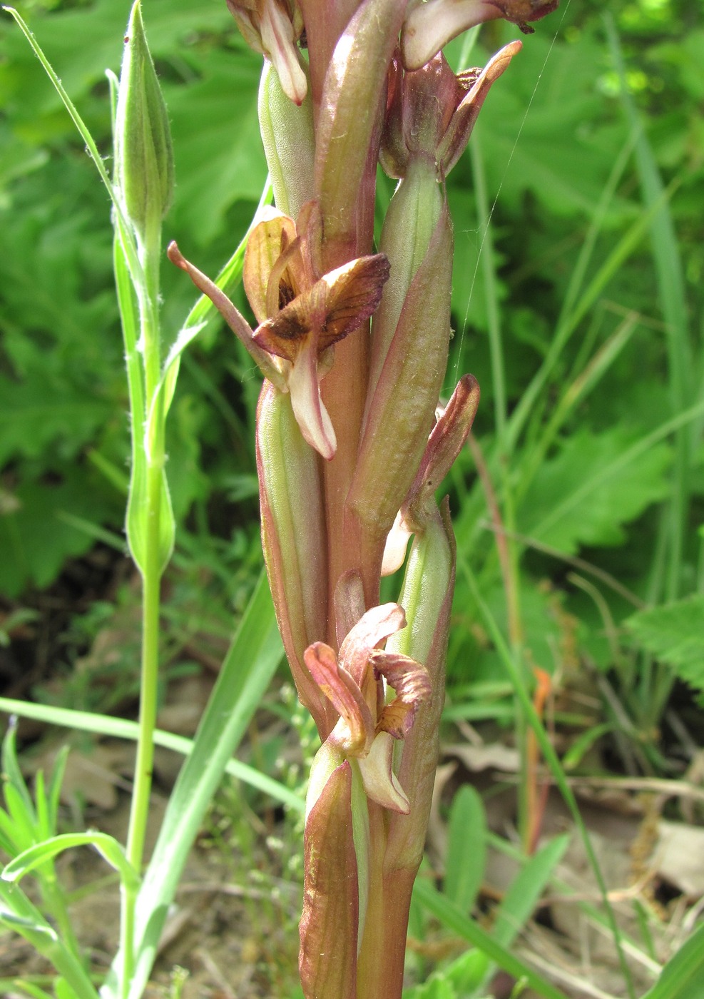 Изображение особи Anacamptis collina ssp. fedtschenkoi.