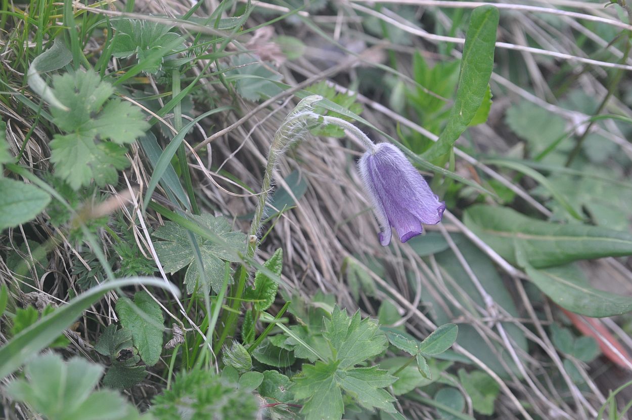 Изображение особи Pulsatilla violacea.