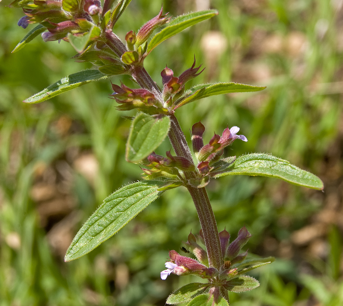 Изображение особи Dracocephalum thymiflorum.