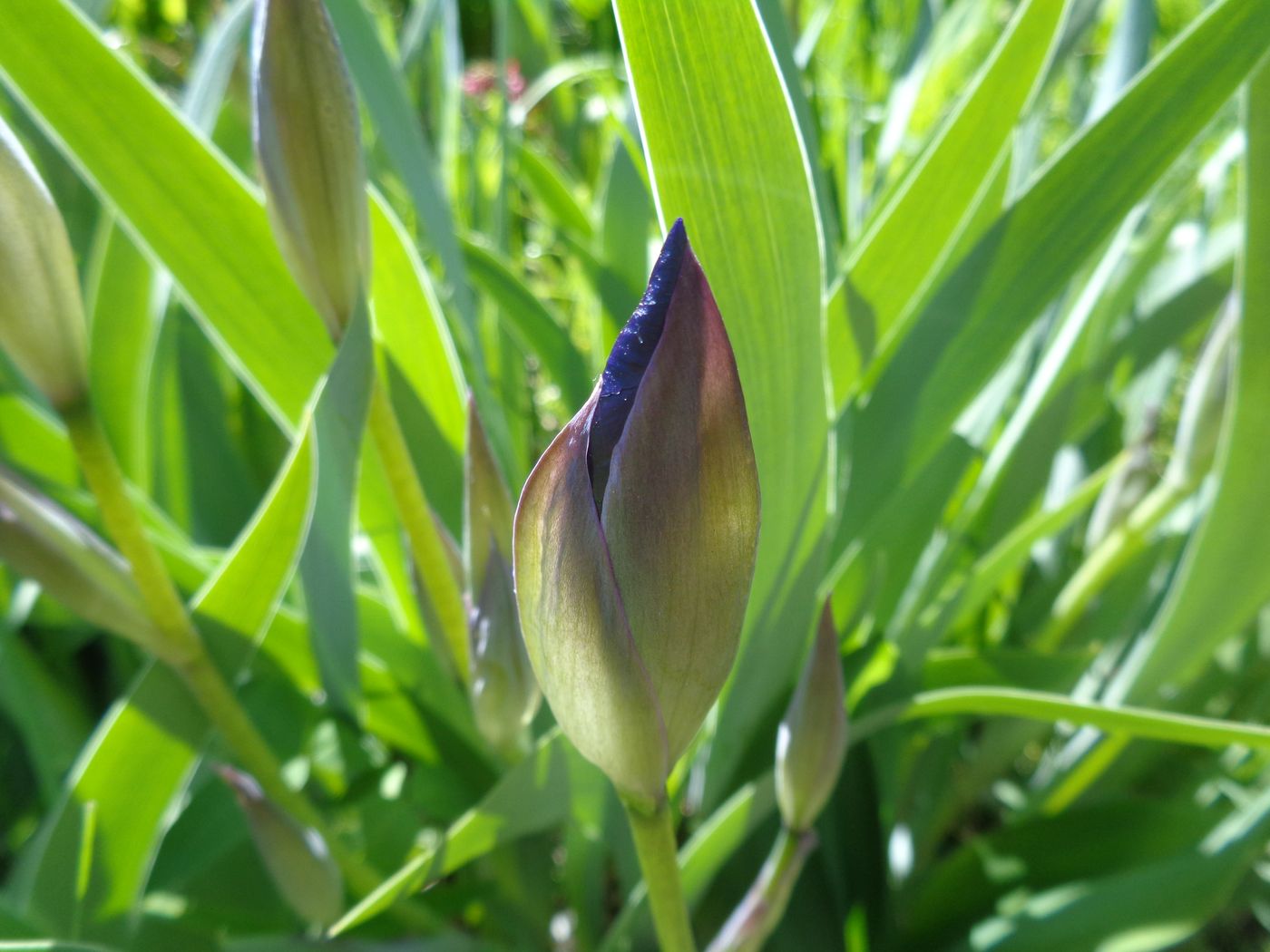 Image of Iris aphylla specimen.