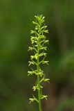Image of taxon representative. Author is Вера Волкотруб