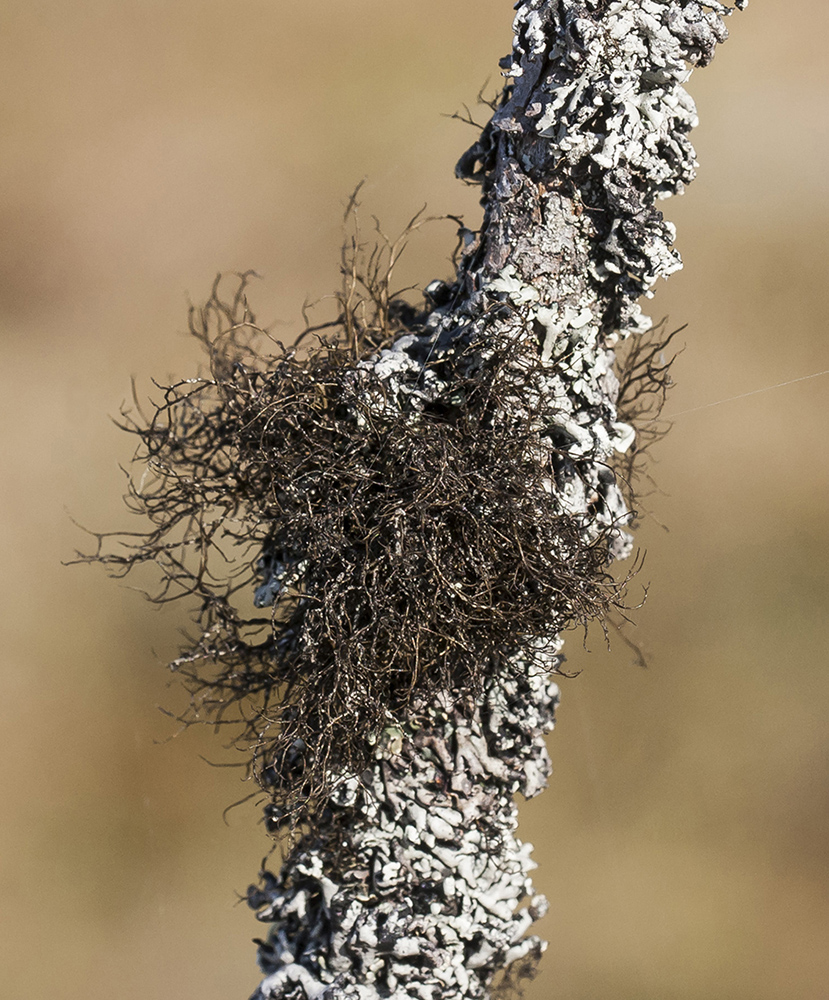 Image of ordo Lecanorales specimen.