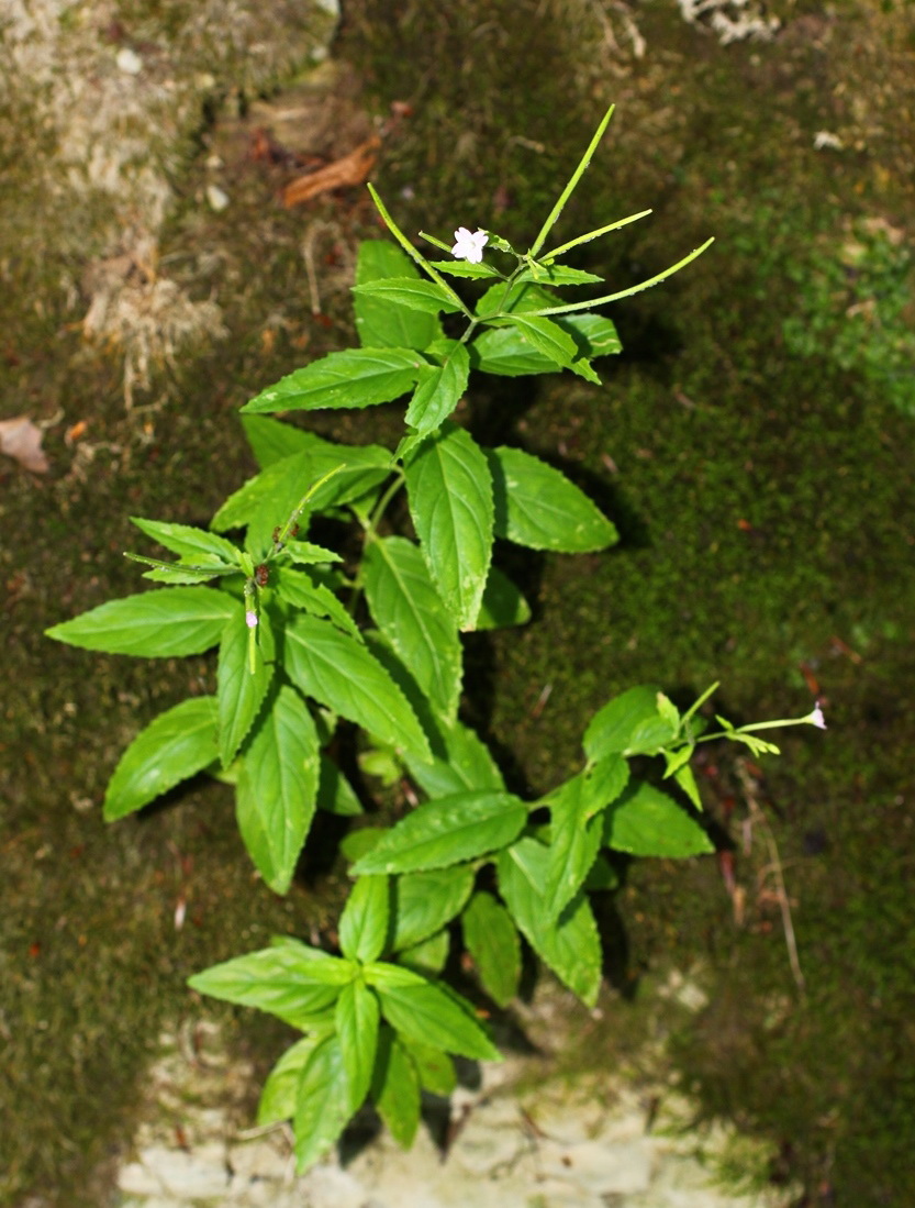 Изображение особи Epilobium montanum.