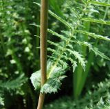 Filipendula vulgaris. Основание стеблевого листа. Краснодарский край, Кущёвский р-н, хут. Полтавский, склоны над р. Эльбузд. 01.06.2010.