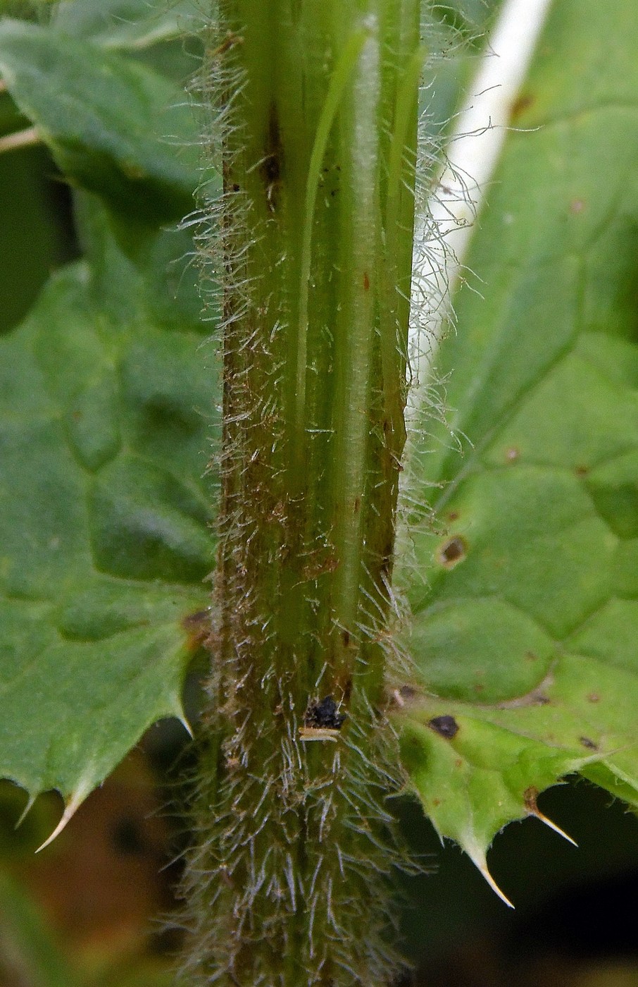 Image of Cirsium obvallatum specimen.