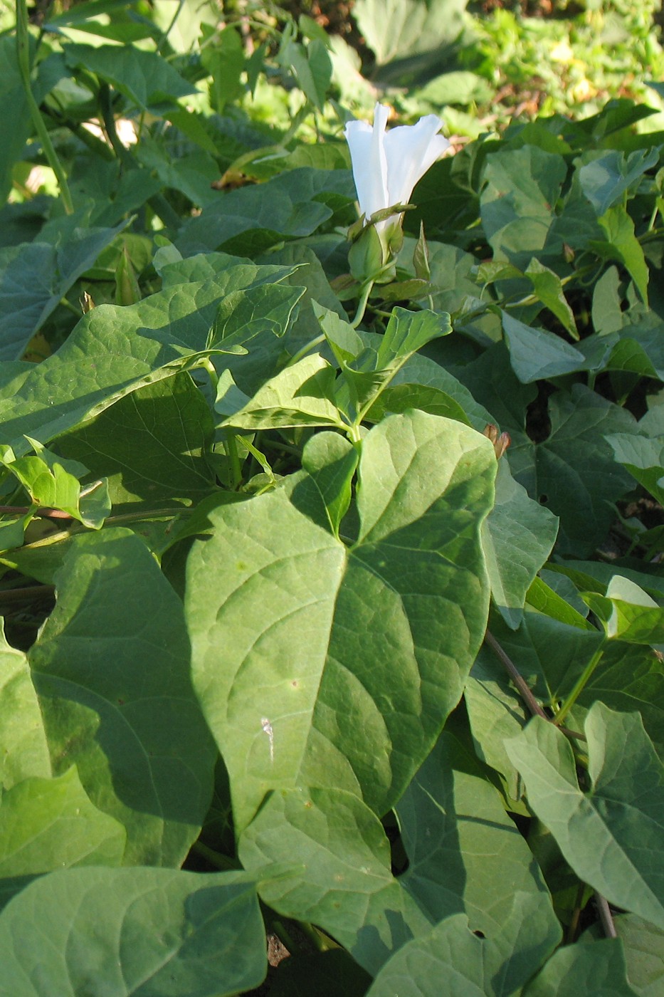 Изображение особи Calystegia sepium.