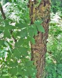 Acer griseum. Часть ствола и листья. Польша, г. Рогов, арборетум, в культуре. 29.05.2018.