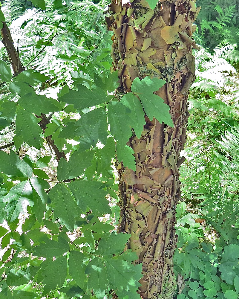 Image of Acer griseum specimen.