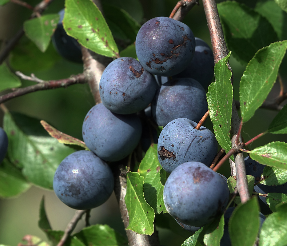 Image of Prunus spinosa specimen.