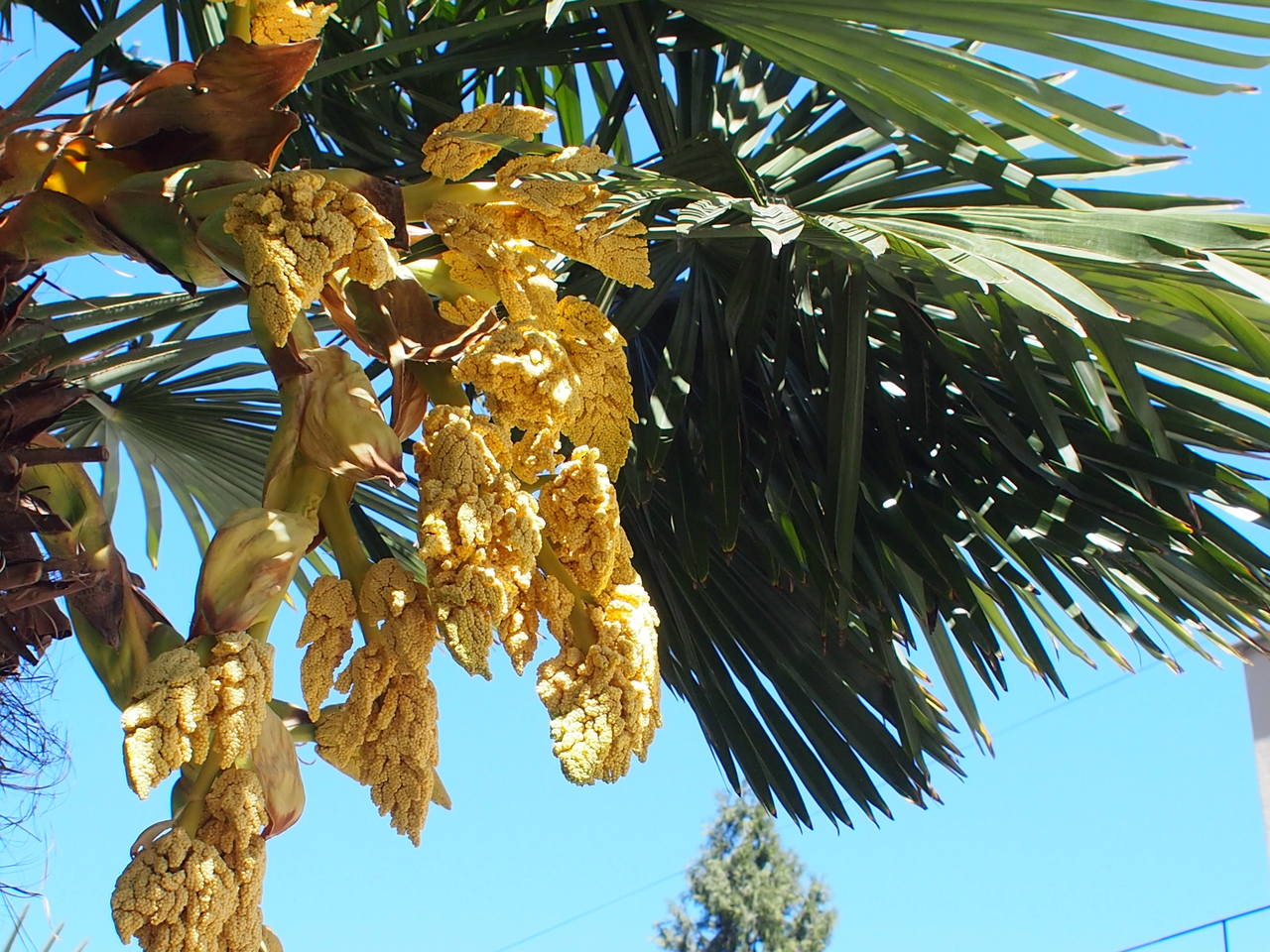 Image of Trachycarpus fortunei specimen.