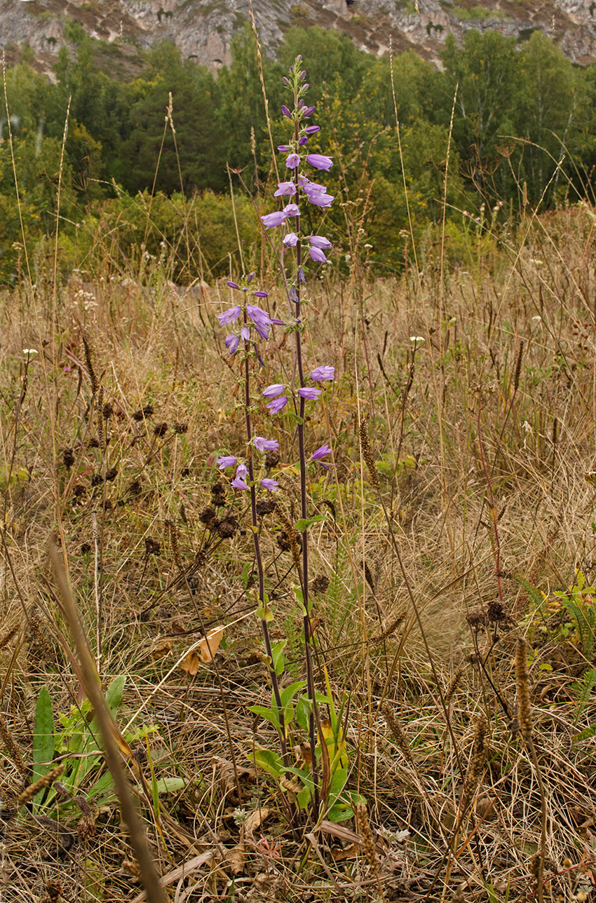 Изображение особи Campanula bononiensis.