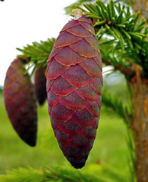 Image of Picea abies specimen.