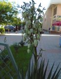 Yucca flaccida. Верхушка цветущего растения. Узбекистан, г. Бухара, в культуре. 26.04.2018.