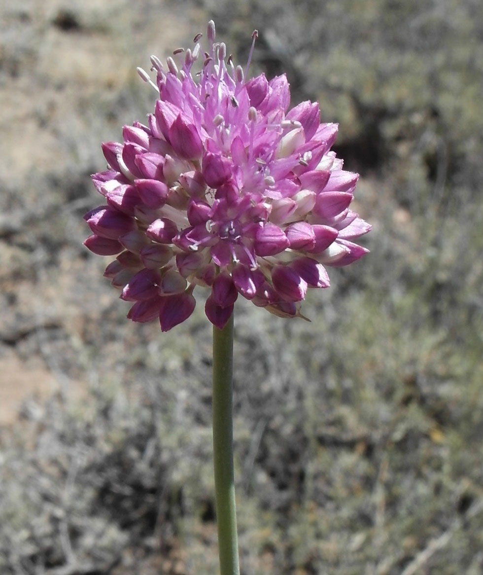 Image of Allium lineare specimen.