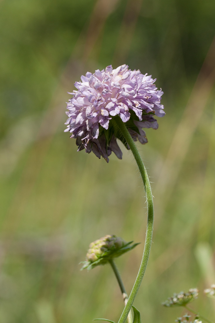 Image of Knautia arvensis specimen.