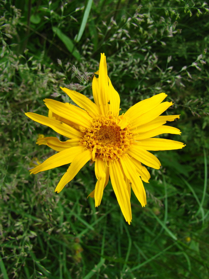 Image of Arnica montana specimen.