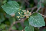 Hedera helix