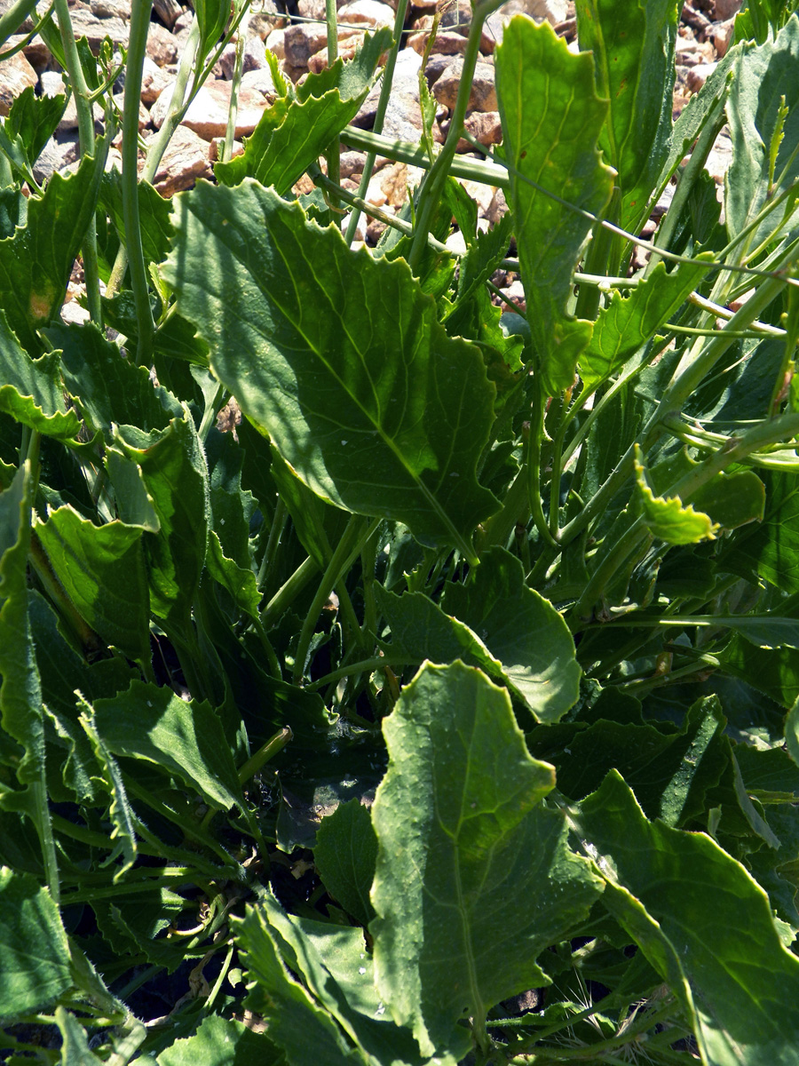 Image of Crambe schugnana specimen.