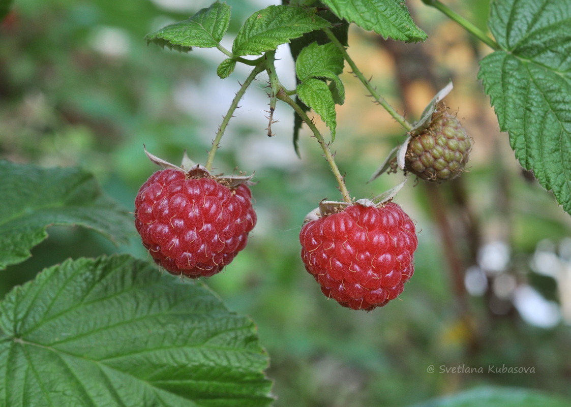 Изображение особи Rubus idaeus.