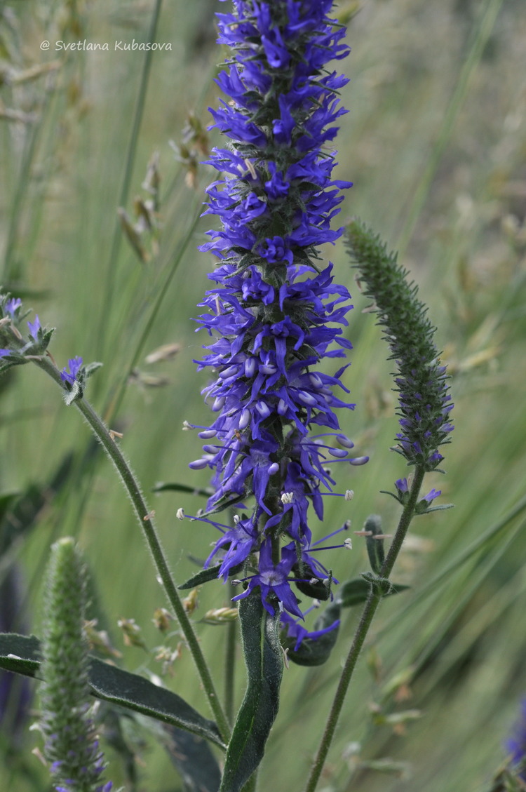 Изображение особи Veronica porphyriana.