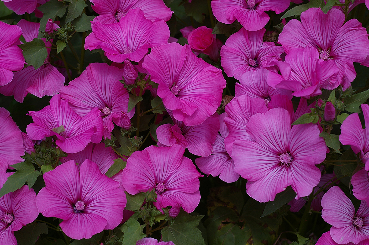 Image of Malva trimestris specimen.