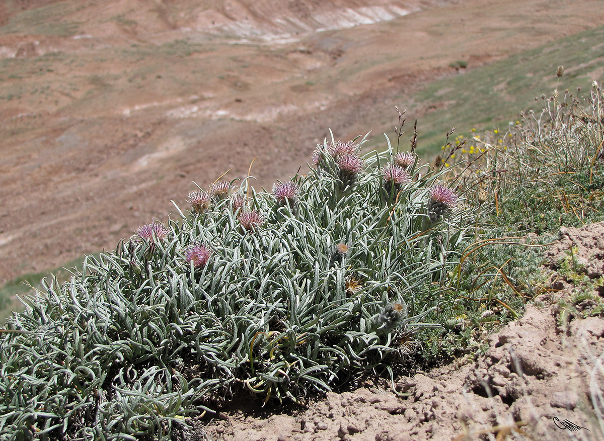 Image of Saussurea leucophylla specimen.