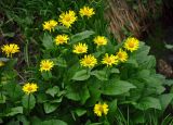 Doronicum altaicum