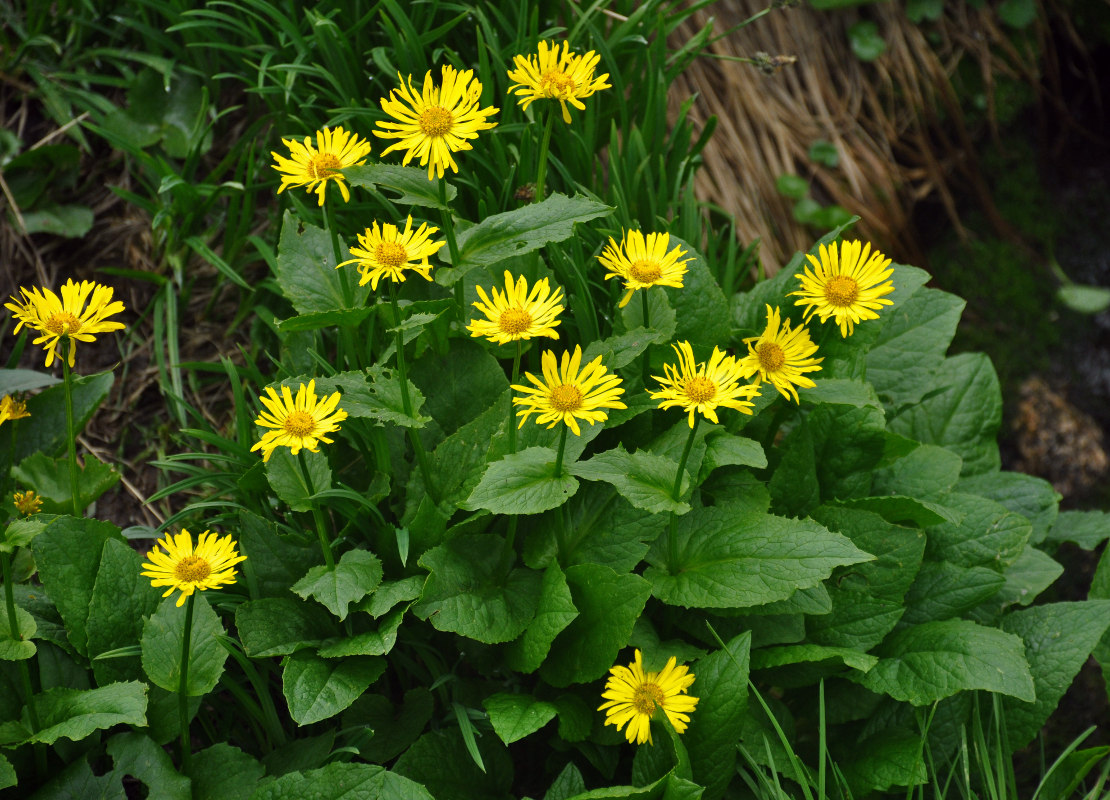 Изображение особи Doronicum altaicum.